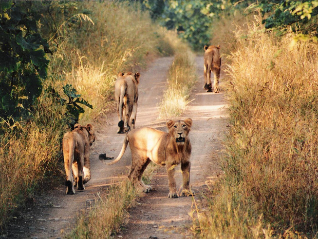The-lions-of-Sasan-Gir